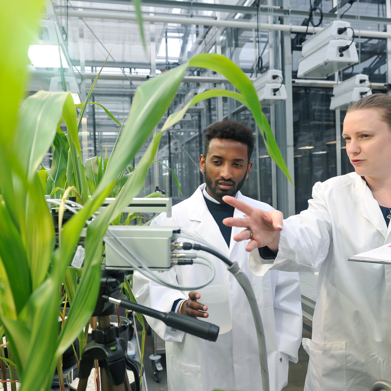 Foto: Zwei Personen in weißen Laborkitteln stehen in einem Gewächshaus und untersuchen Pflanzen. Eine Person hält ein Klemmbrett mit Farbskala, während die andere eine Messvorrichtung bedient. Im Hintergrund sind technische Geräte und Pflanzen sichtbar.