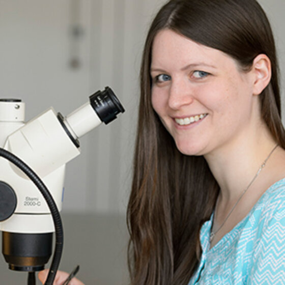 Foto: Eine Person sitzt an einem Tisch und blickt durch ein Mikroskop mit der Aufschrift "Stemi 2000-C". Die Umgebung wirkt wie ein Labor oder wissenschaftlicher Arbeitsplatz. Die Person trägt ein hellblaues Oberteil.